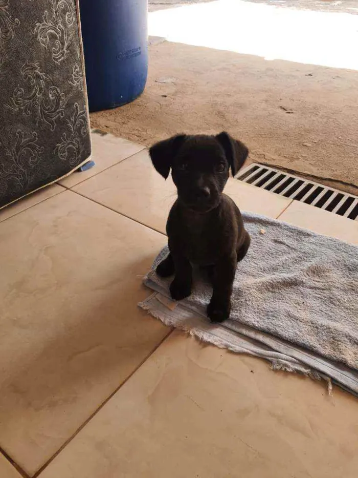 Cachorro ra a Mestiço  idade 2 a 6 meses nome ...