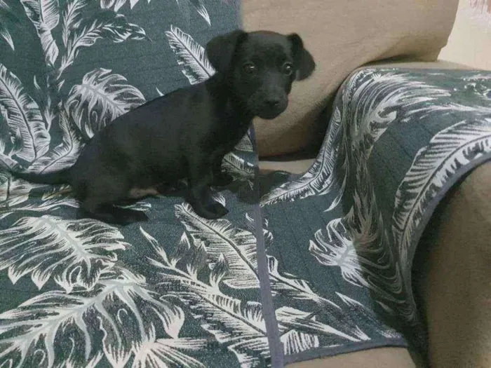 Cachorro ra a Mestiço  idade 2 a 6 meses nome ...