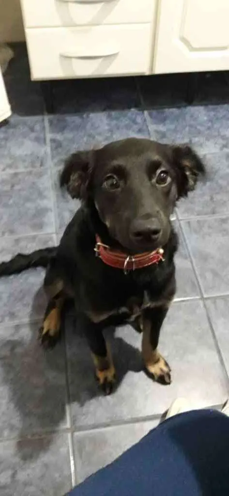 Cachorro ra a Vira lata idade 2 a 6 meses nome Daenerys