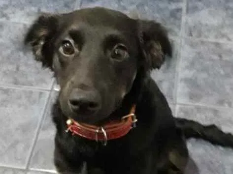 Cachorro ra a Vira lata idade 2 a 6 meses nome Daenerys