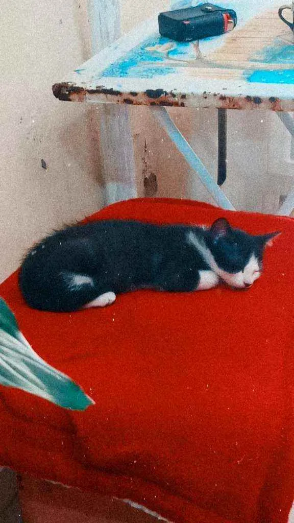 Gato ra a Sem raça idade 2 a 6 meses nome Kovu