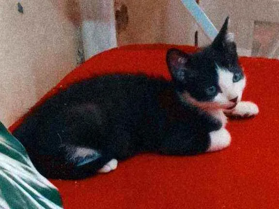 Gato ra a Sem raça idade 2 a 6 meses nome Kovu