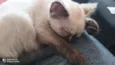 Lila