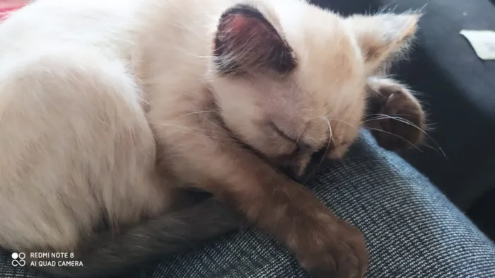 Gato ra a Vira lata idade 2 a 6 meses nome Lila
