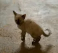 Lila