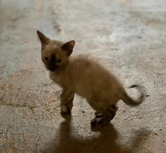 Gato ra a Vira lata idade 2 a 6 meses nome Lila