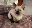 Lila