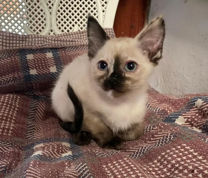Gato ra a Vira lata idade 2 a 6 meses nome Lila