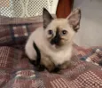 Lila