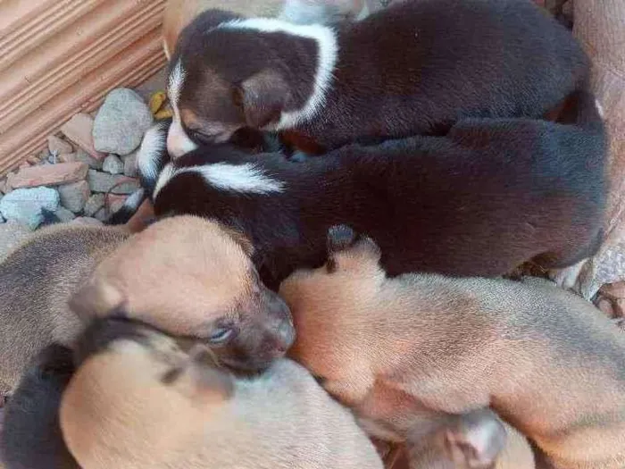 Cachorro ra a Vira lata idade Abaixo de 2 meses nome Filhotes