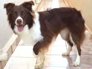 Cachorro raça Border Collie idade 2 anos nome Nino Café 