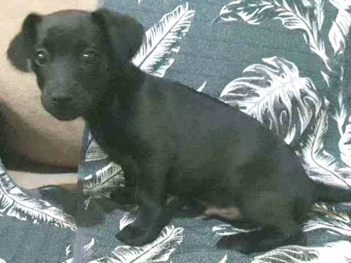 Cachorro ra a Mestiço  idade 2 a 6 meses nome ...