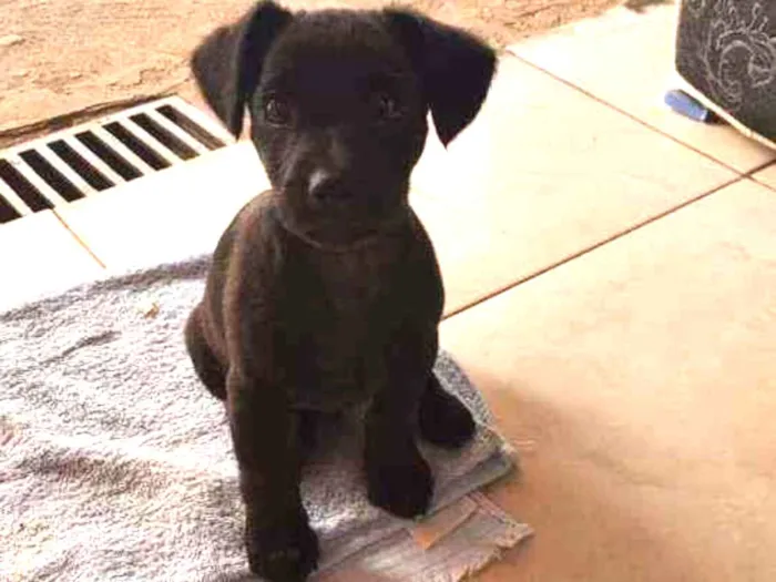 Cachorro ra a Mestiço  idade 2 a 6 meses nome ...