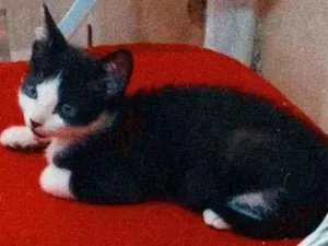 Gato raça Sem raça idade 2 a 6 meses nome Kovu