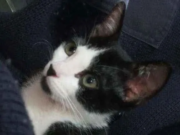 Gato ra a Sem raça idade 2 a 6 meses nome Kovu