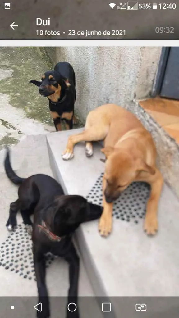 Cachorro ra a Nao sei idade 2 a 6 meses nome Kiara Betovem Miucha