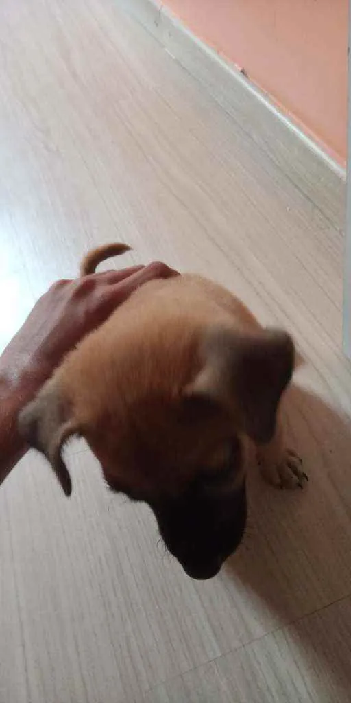 Cachorro ra a Vira lata idade 2 a 6 meses nome Sem nome