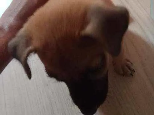 Cachorro ra a Vira lata idade 2 a 6 meses nome Sem nome