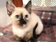 Lila