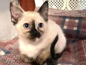 Gato raça Vira lata idade 2 a 6 meses nome Lila