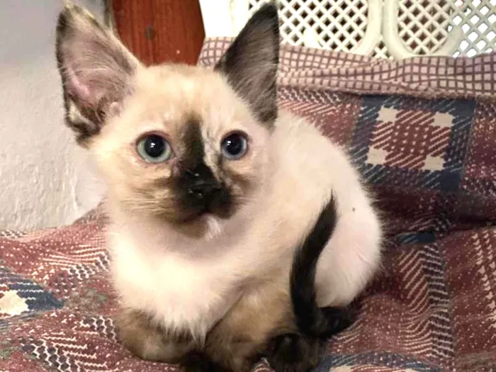 Gato ra a Vira lata idade 2 a 6 meses nome Lila