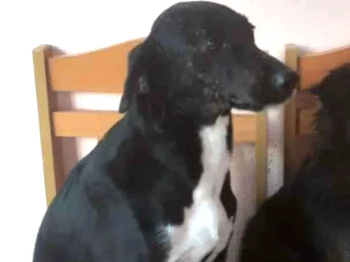 Cachorro ra a SRD idade 3 anos nome Tônia