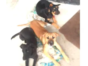 Cachorro raça Nao sei idade 2 a 6 meses nome Kiara Betovem Miucha