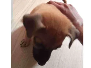 Cachorro raça Vira lata idade 2 a 6 meses nome Sem nome