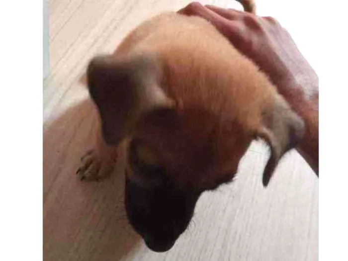 Cachorro ra a Vira lata idade 2 a 6 meses nome Sem nome