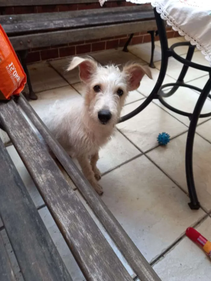 Cachorro ra a SRF Estopinha idade 7 a 11 meses nome Denis