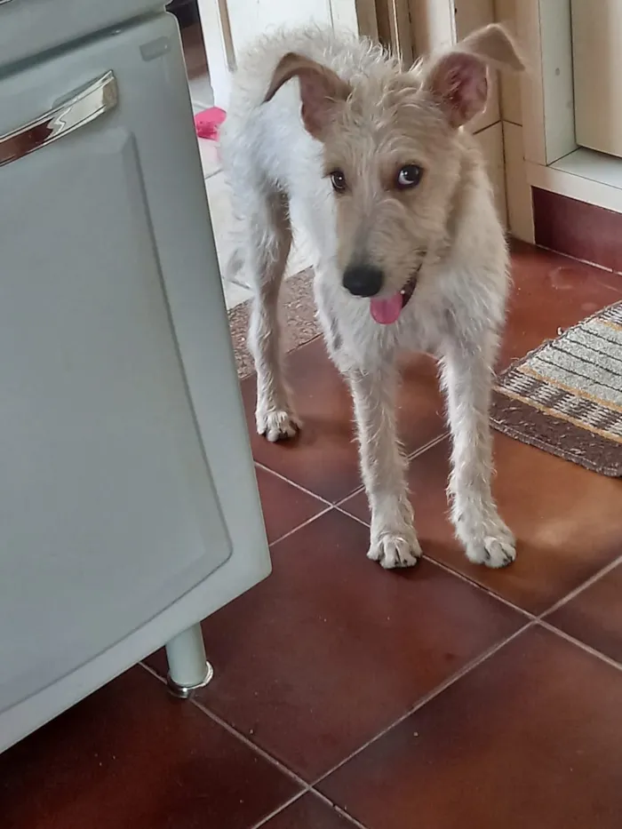 Cachorro ra a SRF Estopinha idade 7 a 11 meses nome Denis