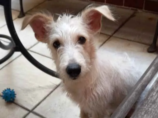 Cachorro ra a SRF Estopinha idade 7 a 11 meses nome Denis