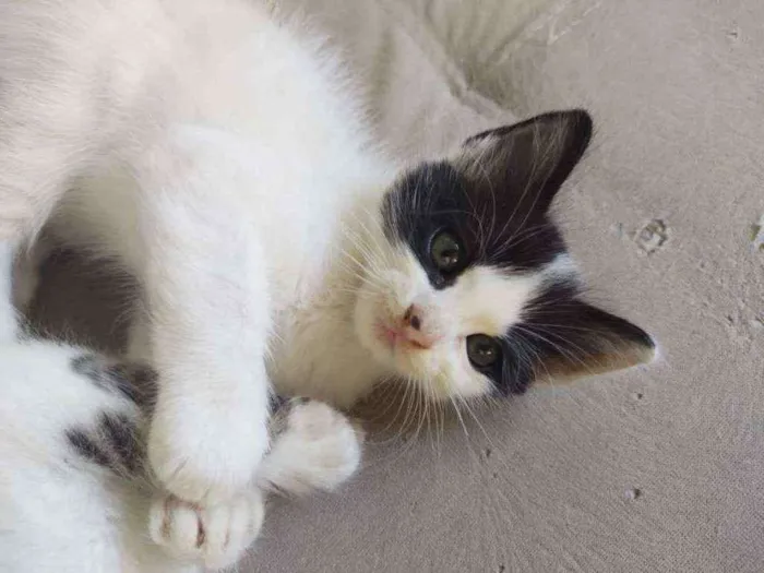 Gato ra a Sem raça definida idade Abaixo de 2 meses nome Kate