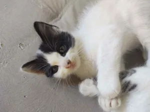 Gato raça Sem raça definida idade Abaixo de 2 meses nome Kate