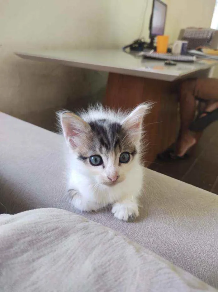 Gato ra a  idade Abaixo de 2 meses nome Bob