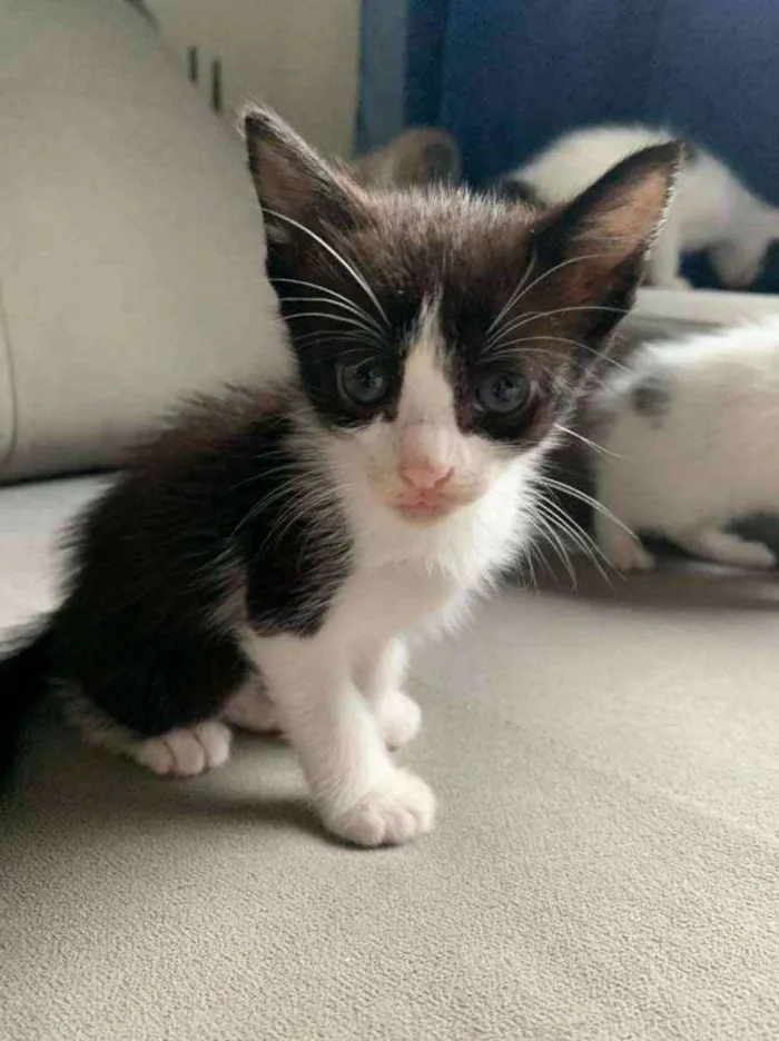 Gato ra a  idade Abaixo de 2 meses nome Gatinhos