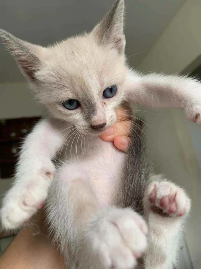 Gato ra a  idade Abaixo de 2 meses nome Gatinhos