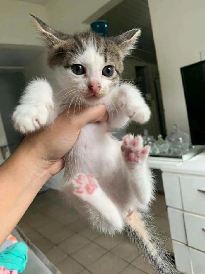 Gato ra a  idade Abaixo de 2 meses nome Gatinhos