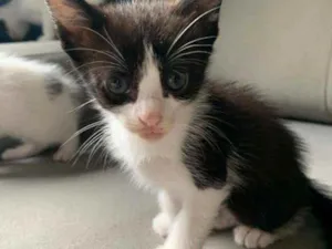 Gato raça  idade Abaixo de 2 meses nome Gatinhos