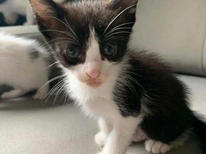 Gato ra a  idade Abaixo de 2 meses nome Gatinhos