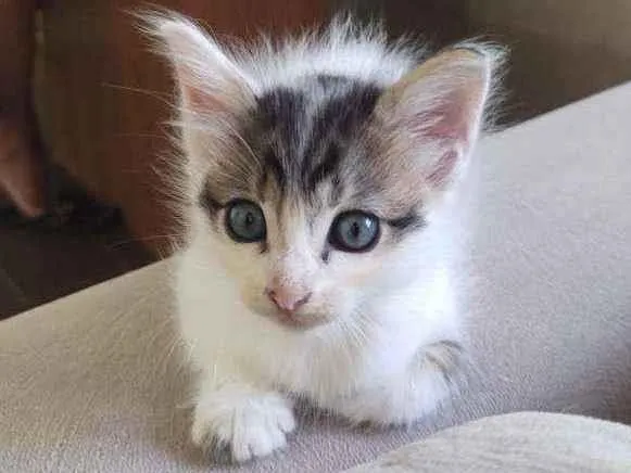 Gato ra a  idade Abaixo de 2 meses nome Bob