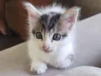 Bob