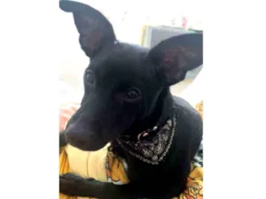 Cachorro raça Vira lata idade 2 a 6 meses nome Joey