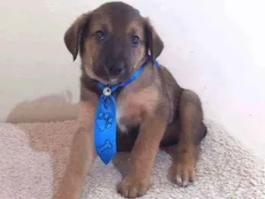Cachorro raça SRD  idade Abaixo de 2 meses nome Tony 