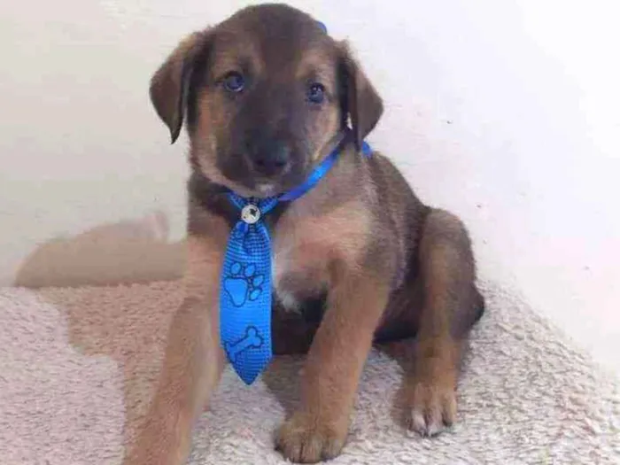 Cachorro raça SRD  idade Abaixo de 2 meses nome Tony 