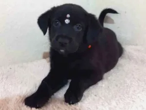 Cachorro raça SRD  idade Abaixo de 2 meses nome Lucy 