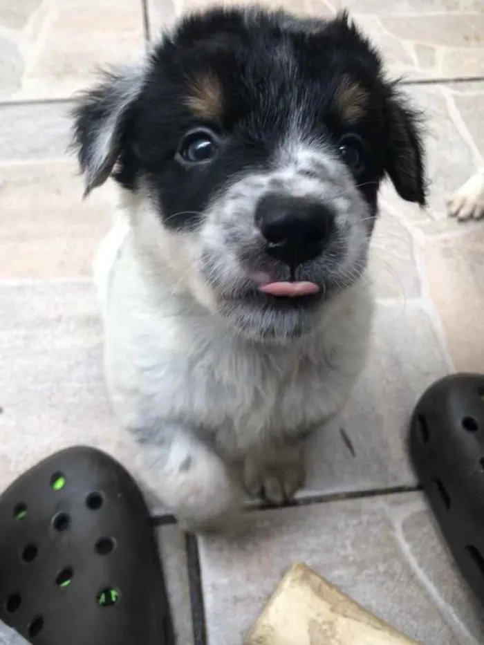 Cachorro raça SRD  idade Abaixo de 2 meses nome Sem nome