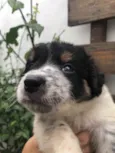 Cachorro raça SRD  idade Abaixo de 2 meses nome Sem nome