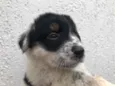 Cachorro raça SRD  idade Abaixo de 2 meses nome Sem nome