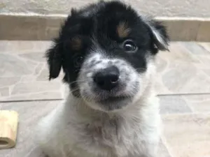 Cachorro raça SRD  idade Abaixo de 2 meses nome Sem nome